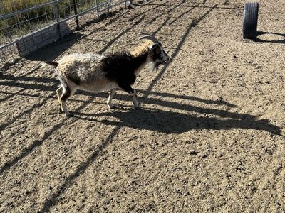 Nigerian dwarf for sale