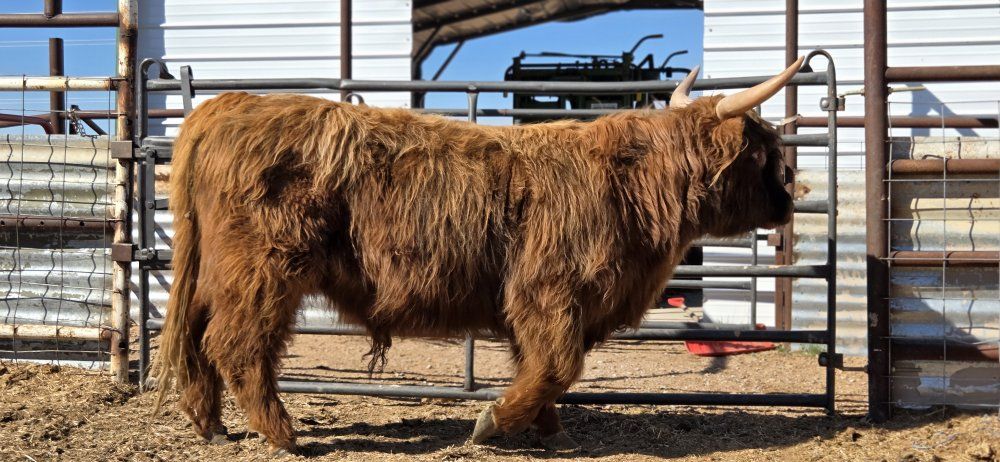Highland bull for Sale - Bull- Young, Hairy Cattle