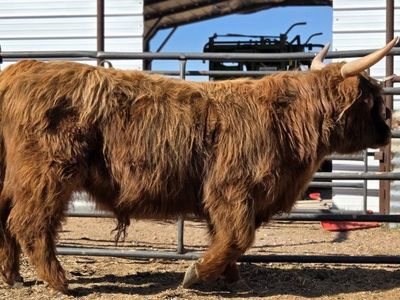 Highland bull for Sale - Bull- Young, Hairy Cattle