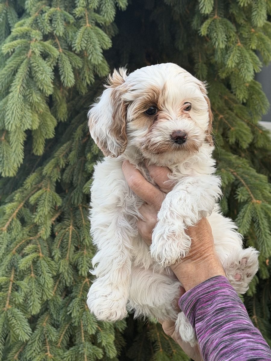 Micro mini multigen golden doodle goldendoodle FEMALE