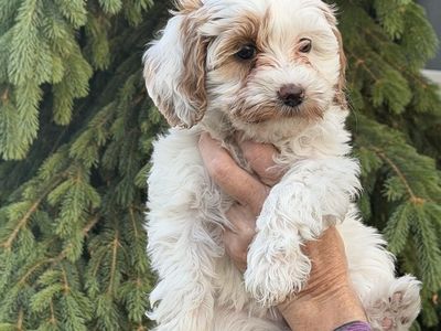 Micro mini multigen golden doodle goldendoodle FEMALE