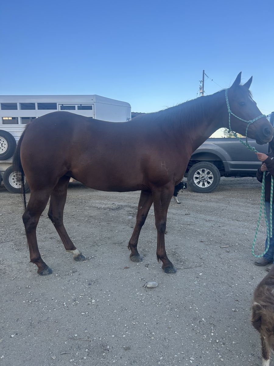 AQHA Mare