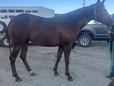 AQHA Mare