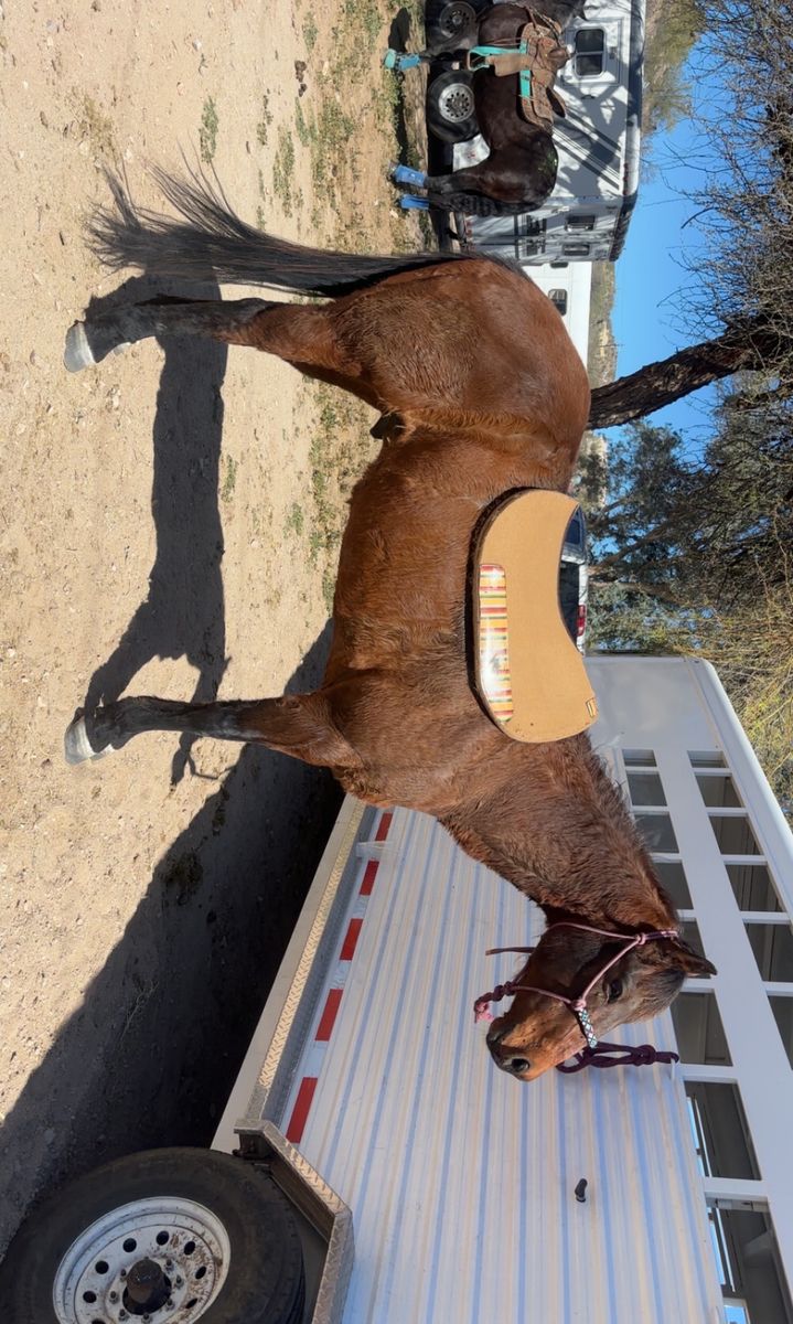 Tacktical saddle pad