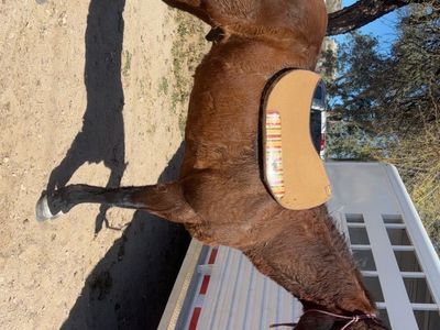 Tacktical saddle pad
