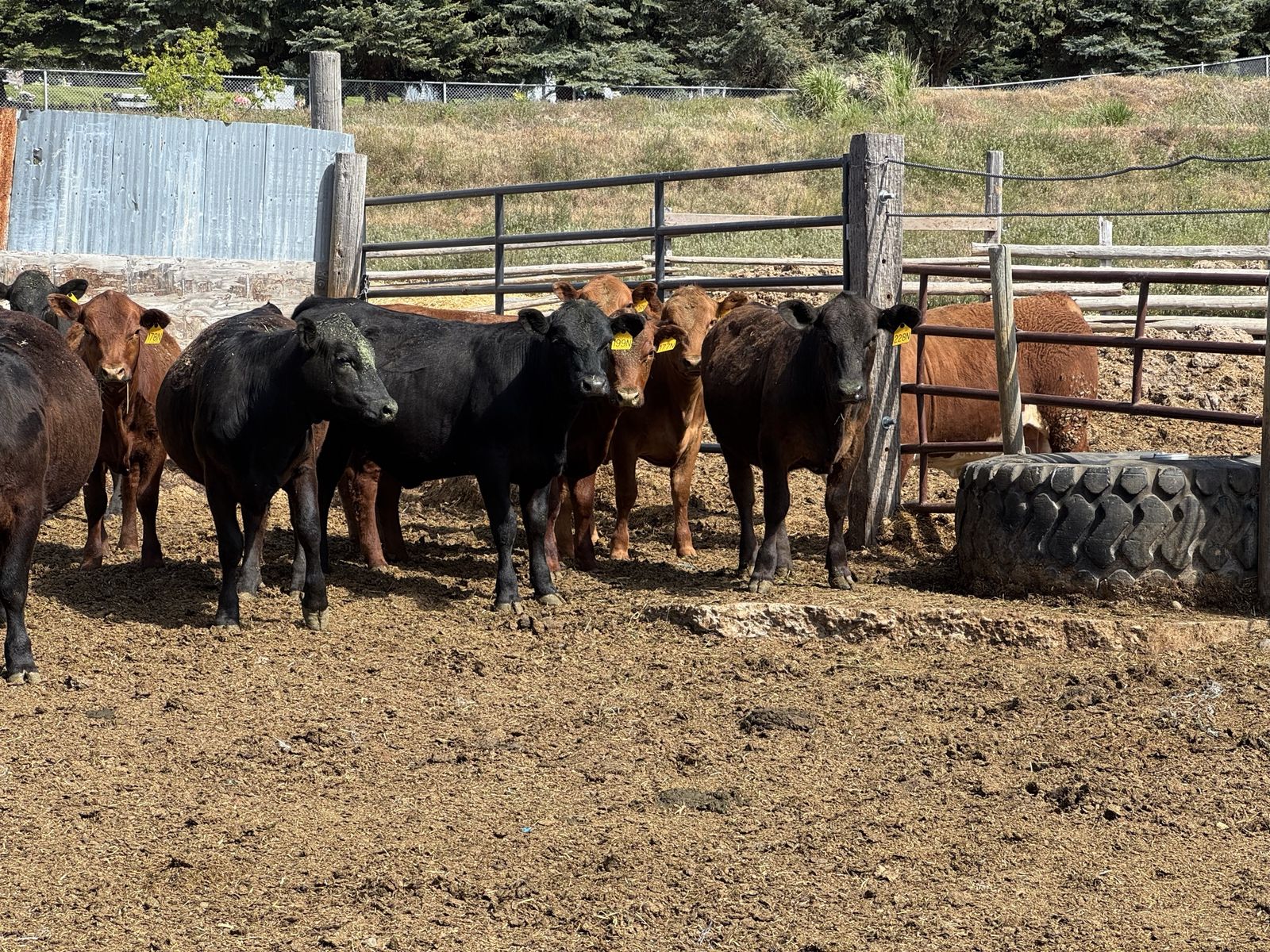 7 SOUTH DEVON HEIFERS