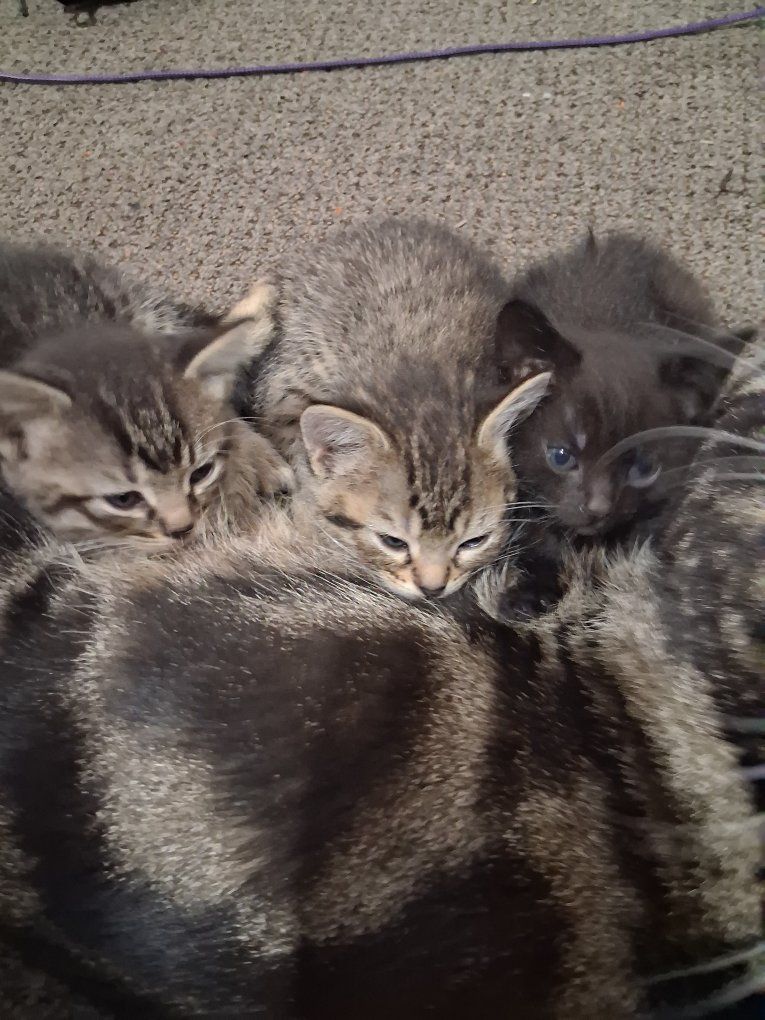 Kittens