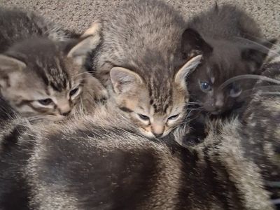 Kittens