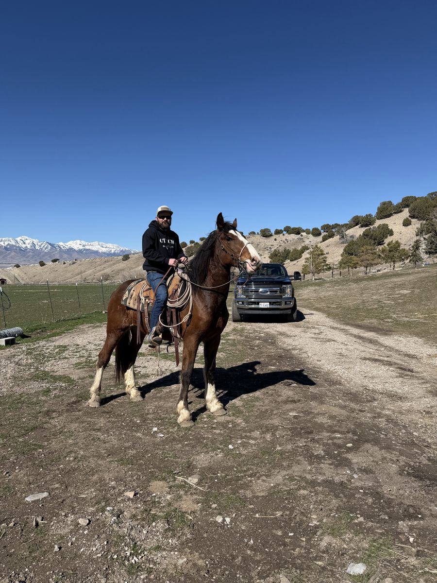 Draft cross gelding