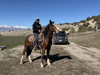 Draft cross gelding
