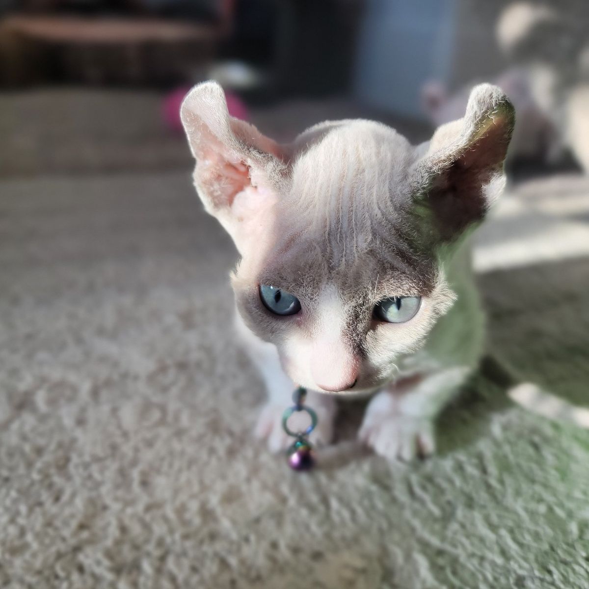 Sphynx Dwelf Kittens