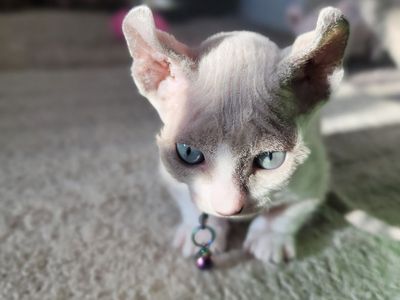 Sphynx Dwelf Kittens