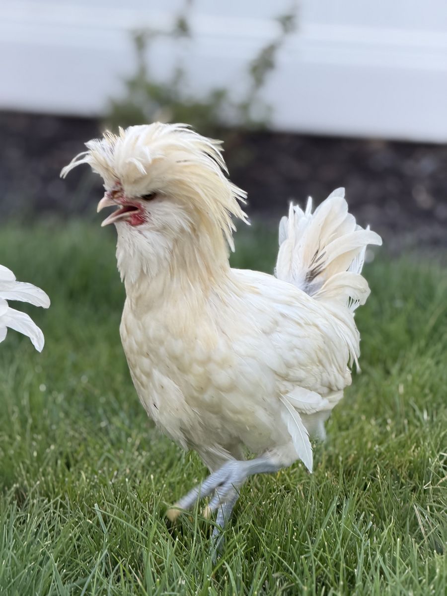 FREE - Crested Polish Rooster