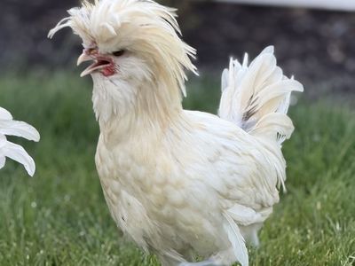 FREE - Crested Polish Rooster
