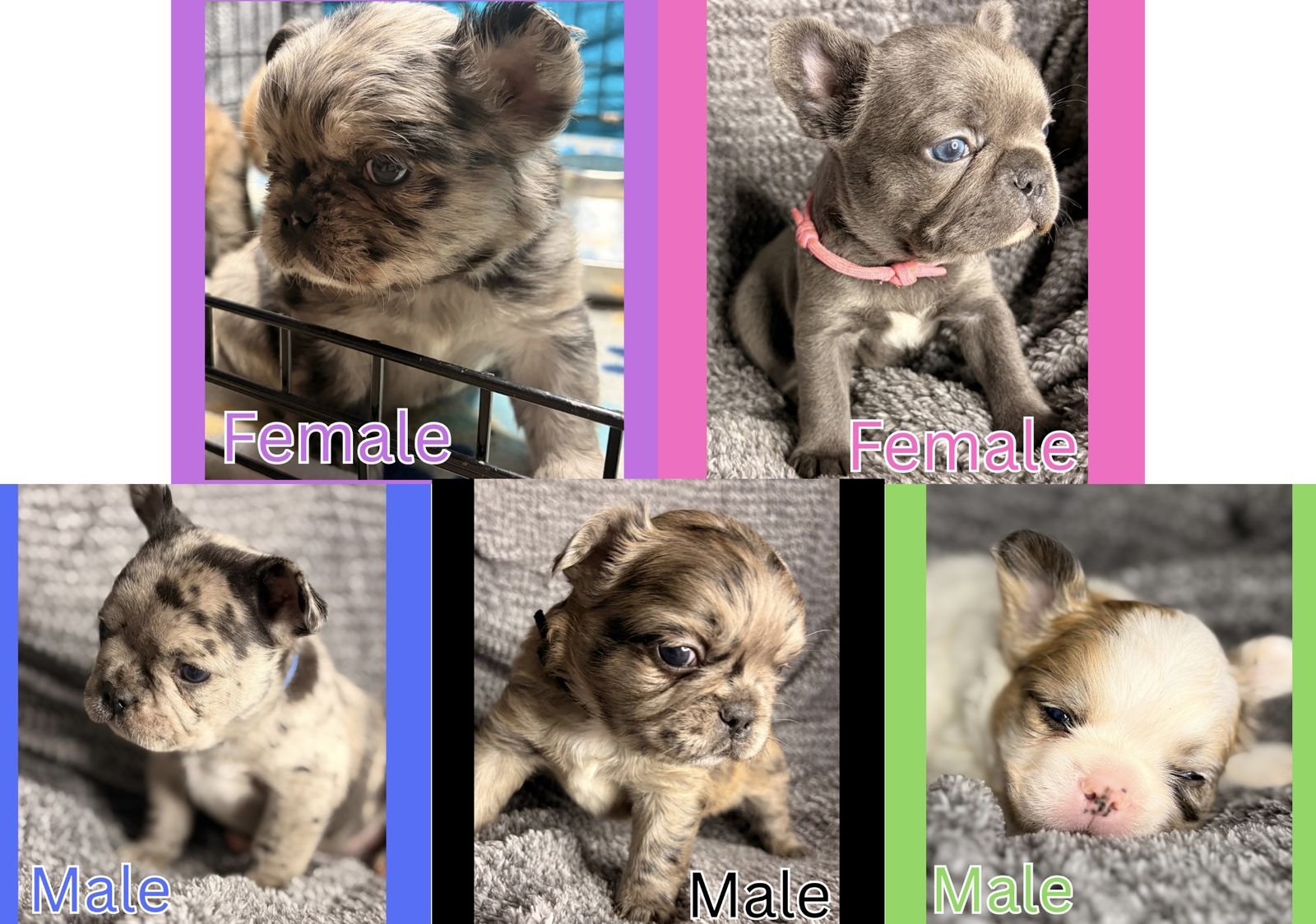 Frenchie babies!! Fluffies & Fluffy carriers!!