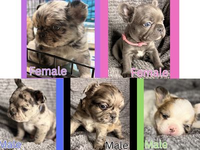 Frenchie babies!! Fluffies & Fluffy carriers!!