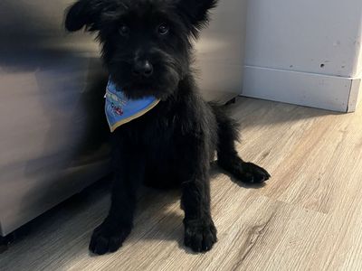 Adorable Black Giant Schnauzer Puppies - Ready for Their Forever Homes!
