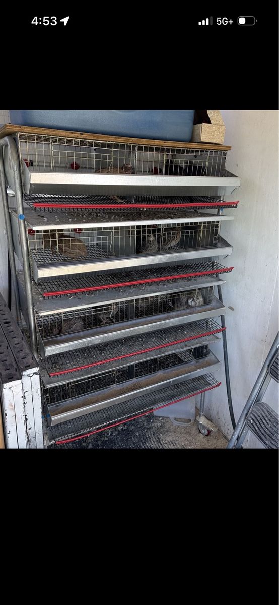 Quail cage, quail tower, quail