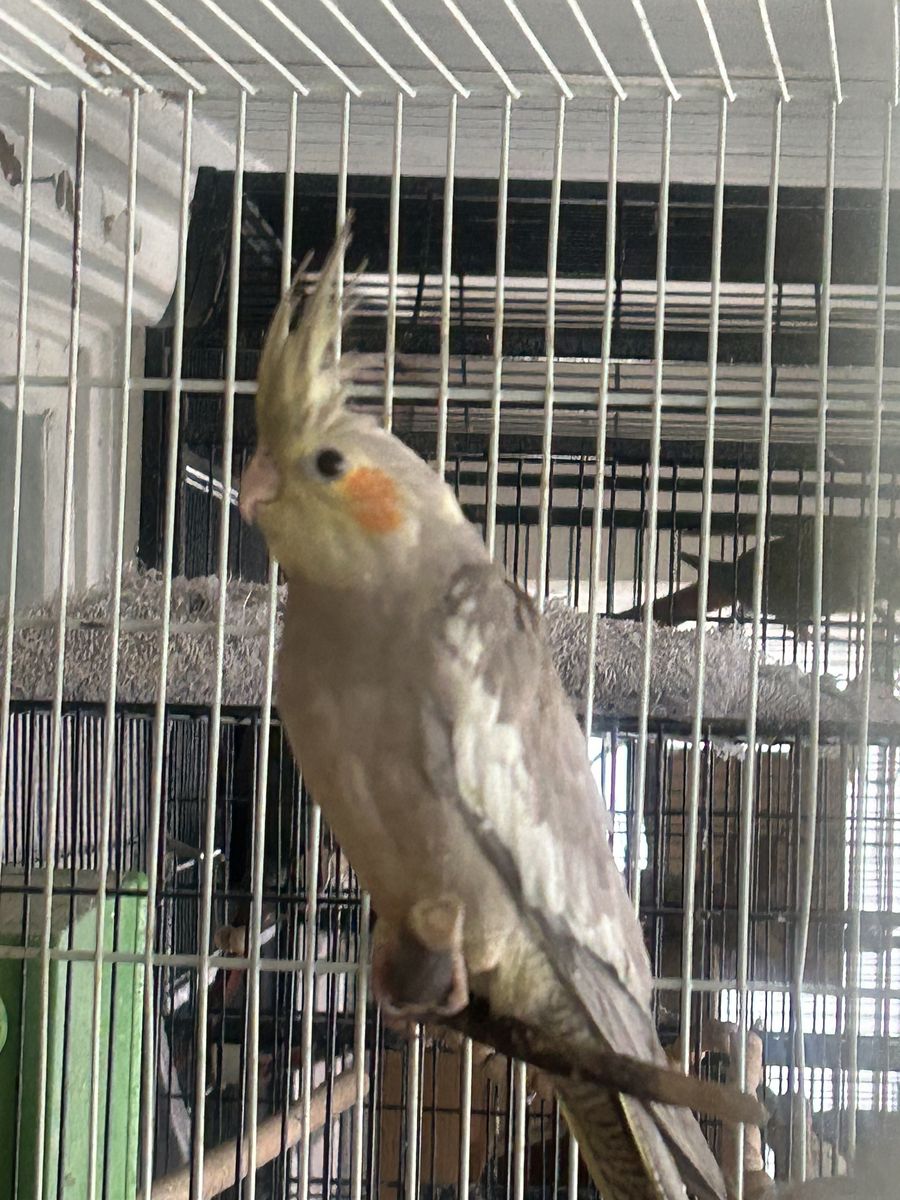 Cockatiel Freshly Weaned $125