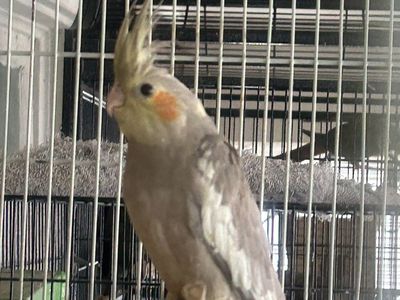 Cockatiel Freshly Weaned $125