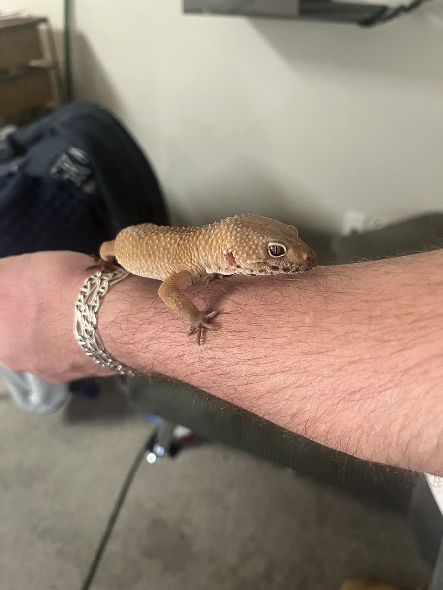 Leopard gecko