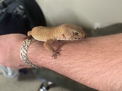 Leopard gecko