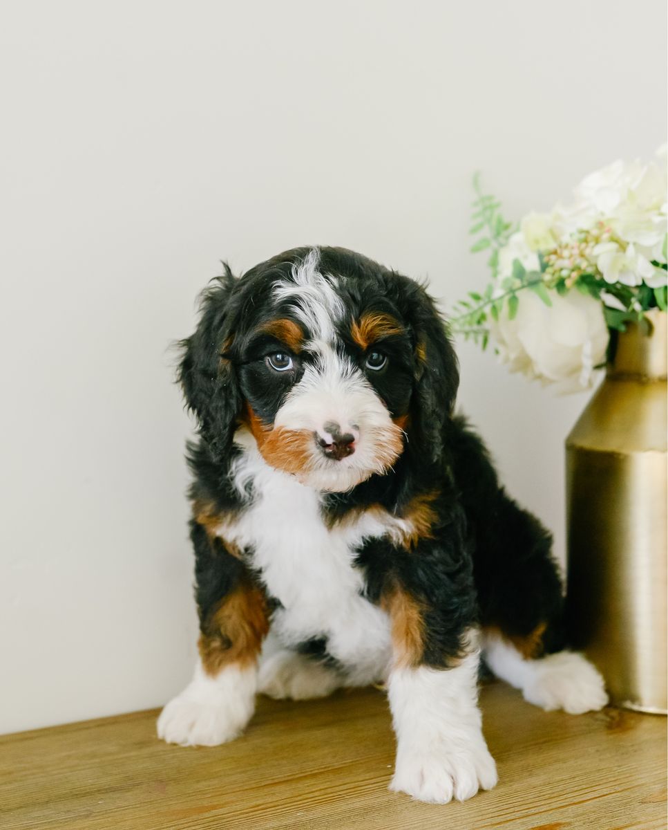 Mini australian mountain doodles (bernedoodle X)