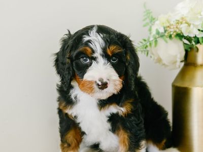 Mini australian mountain doodles (bernedoodle X)