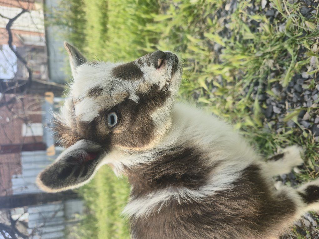 Nigerian Dwarf - Weathered