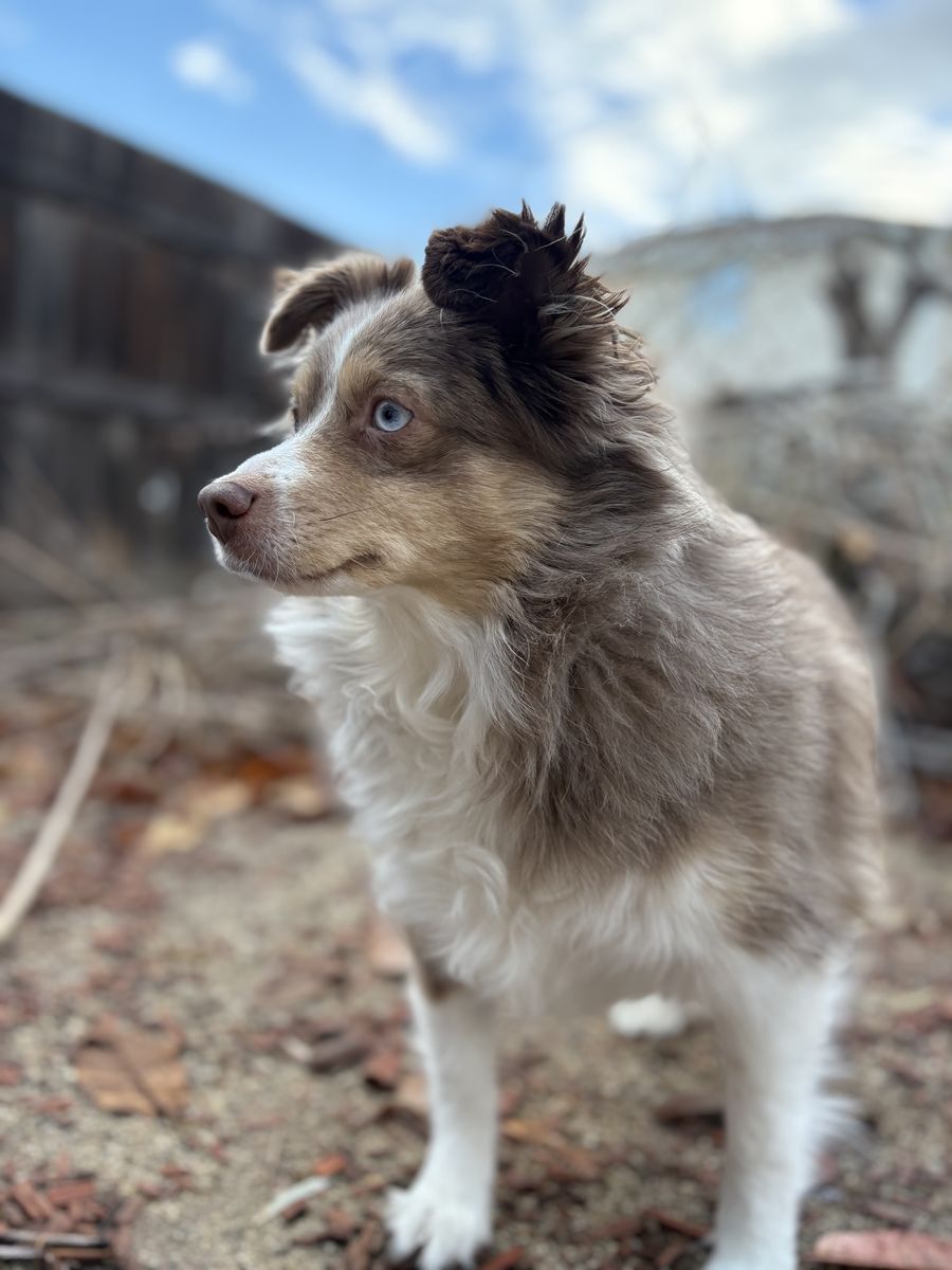 Mini Aussie 3 year old boy