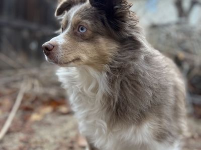 Mini Aussie 3 year old boy