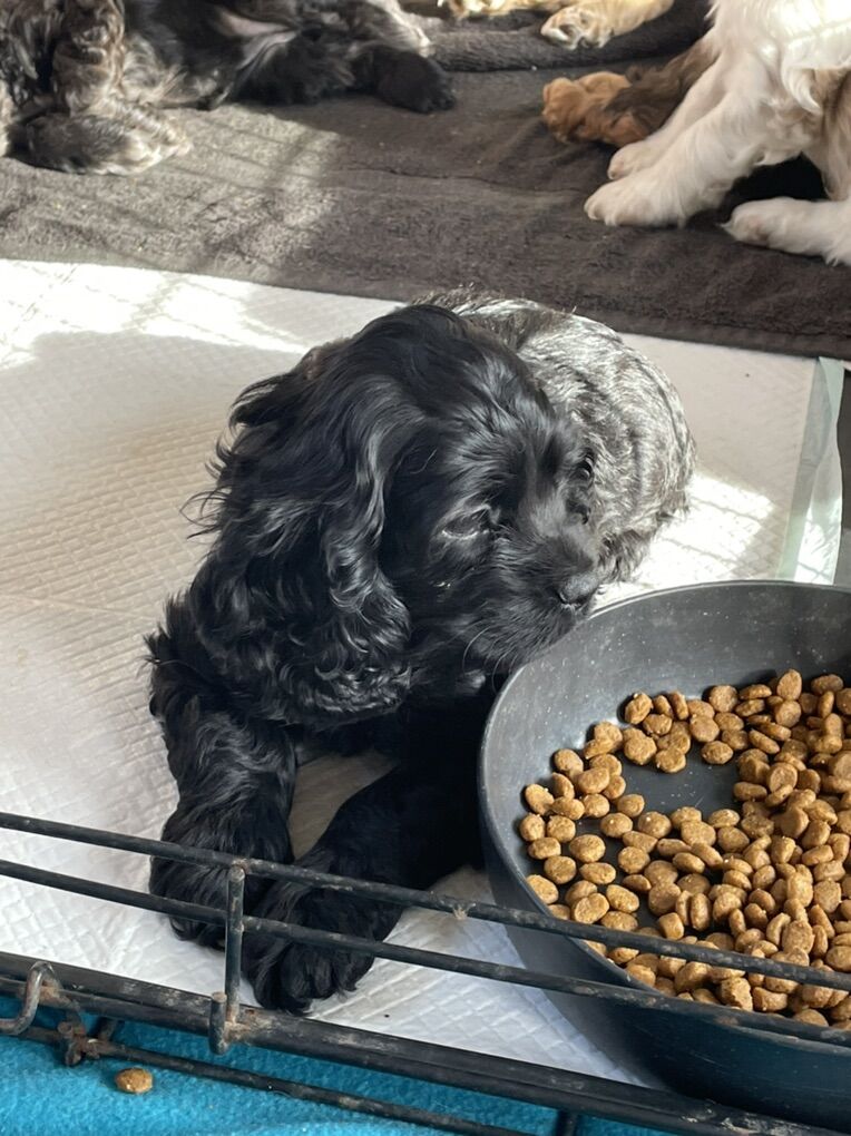 Cocker Spaniel Puppies