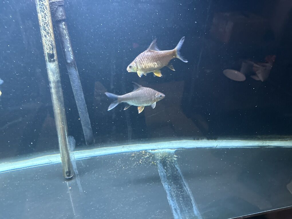 Lemon Barbs