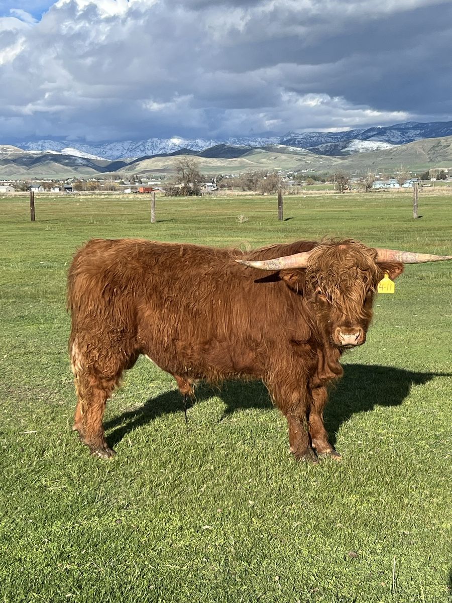 2yr Registered Scottish Highland Bull