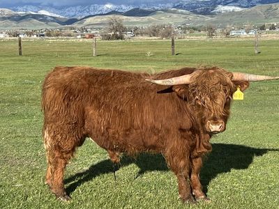 2yr Registered Scottish Highland Bull