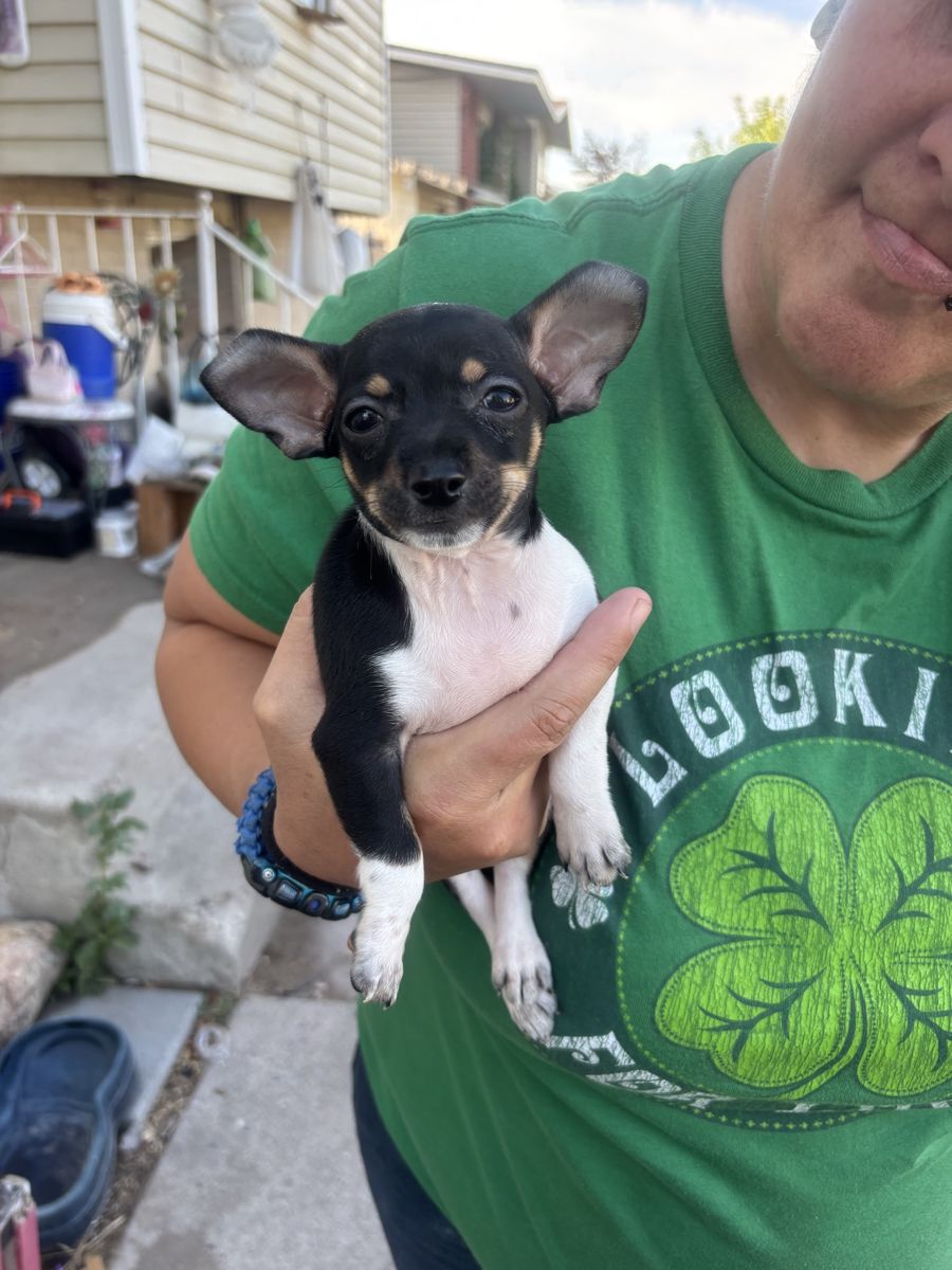 Two Adorable Chiweenie Puppies Ready for Their Forever Families September 4th. 