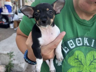 Two Adorable Chiweenie Puppies Ready for Their Forever Families September 4th.