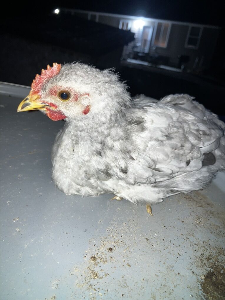 Ameraucana/OE Rooster