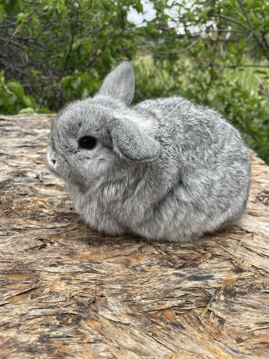 Pedigreed Holland Lop Baby Bunnies