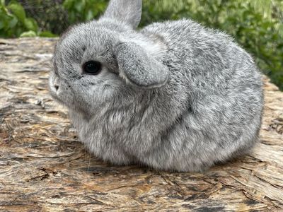 Pedigreed Holland Lop Baby Bunnies