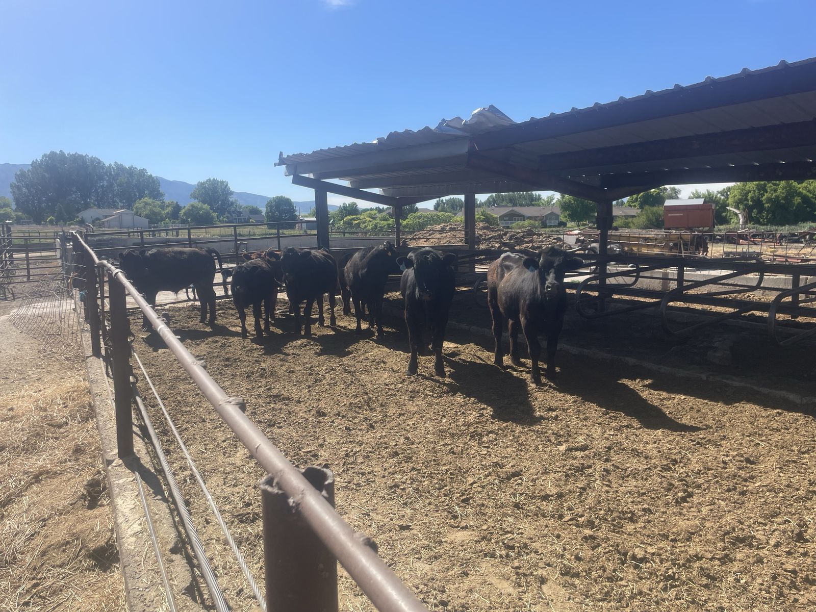 Feeder steers