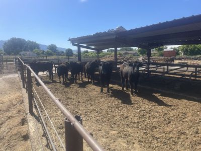 Feeder steers