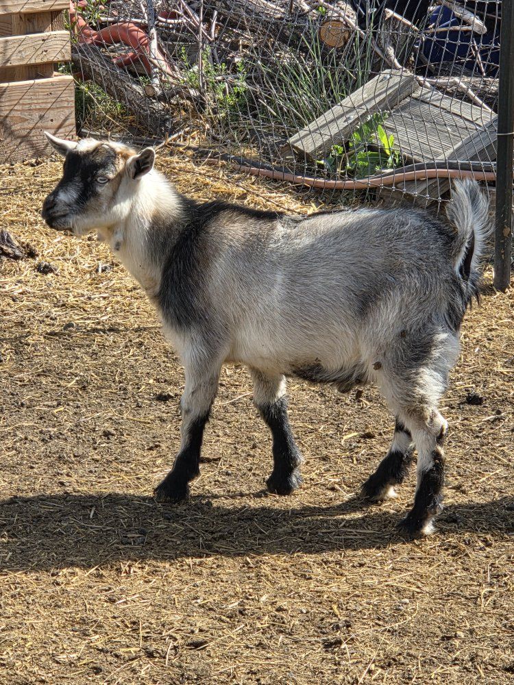 pygmy billy goat