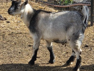 pygmy billy goat