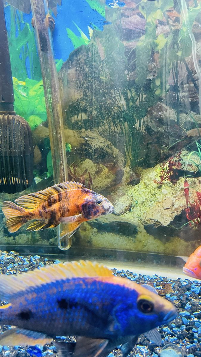 125 gal fish tank and fishes
