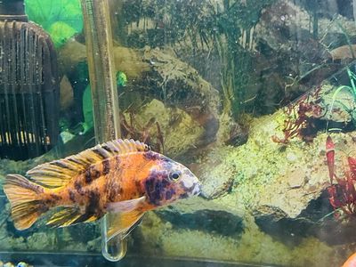 125 gal fish tank and fishes