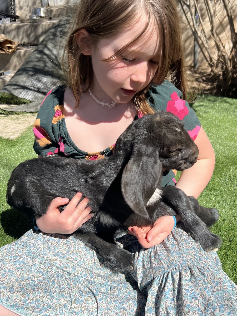 For Sale: 3 Nubian Bottle-Baby Bucklings