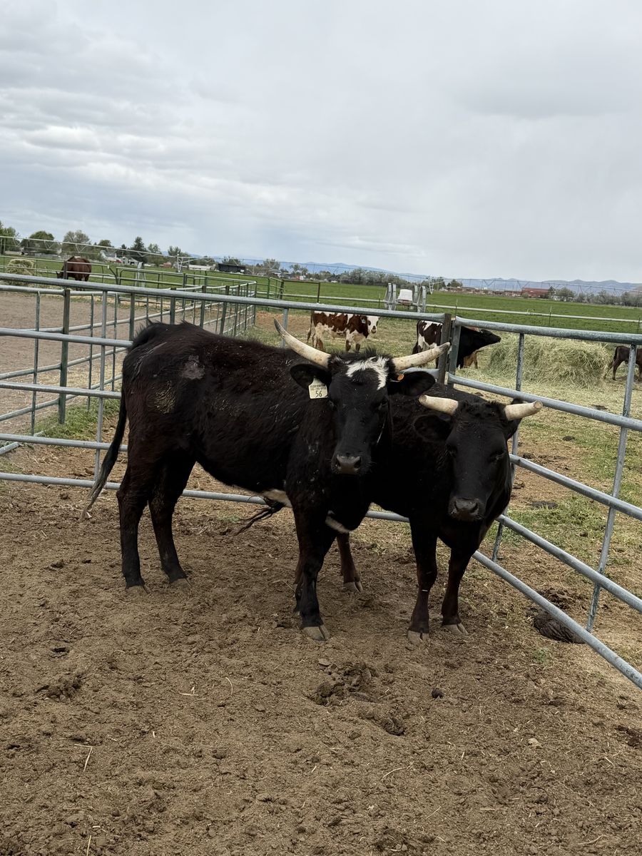 Corriente heifers