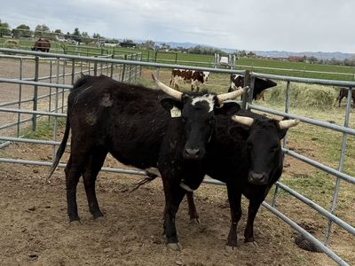 Corriente heifers