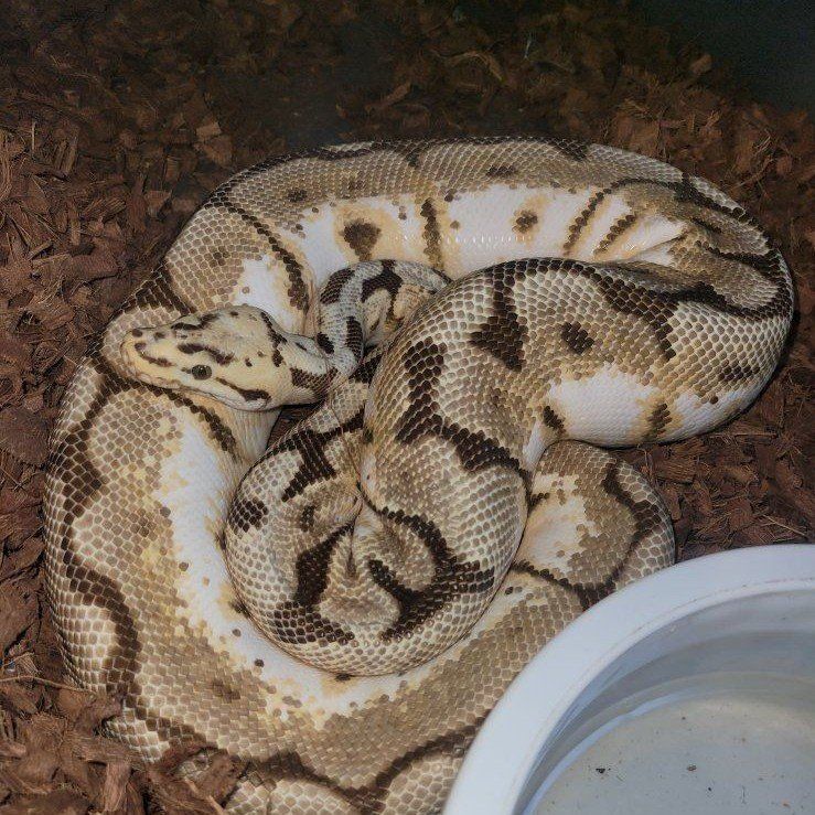Ball python